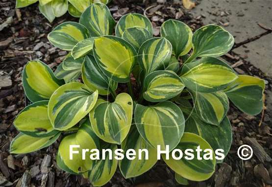 Hosta Mouse Party